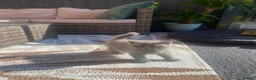 British Shorthair cats for sale: British short hair kittens for sale - Advert 11