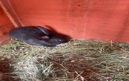 Mixed Breed rabbits for sale: Mixed breed baby rabbits  - Image 4
