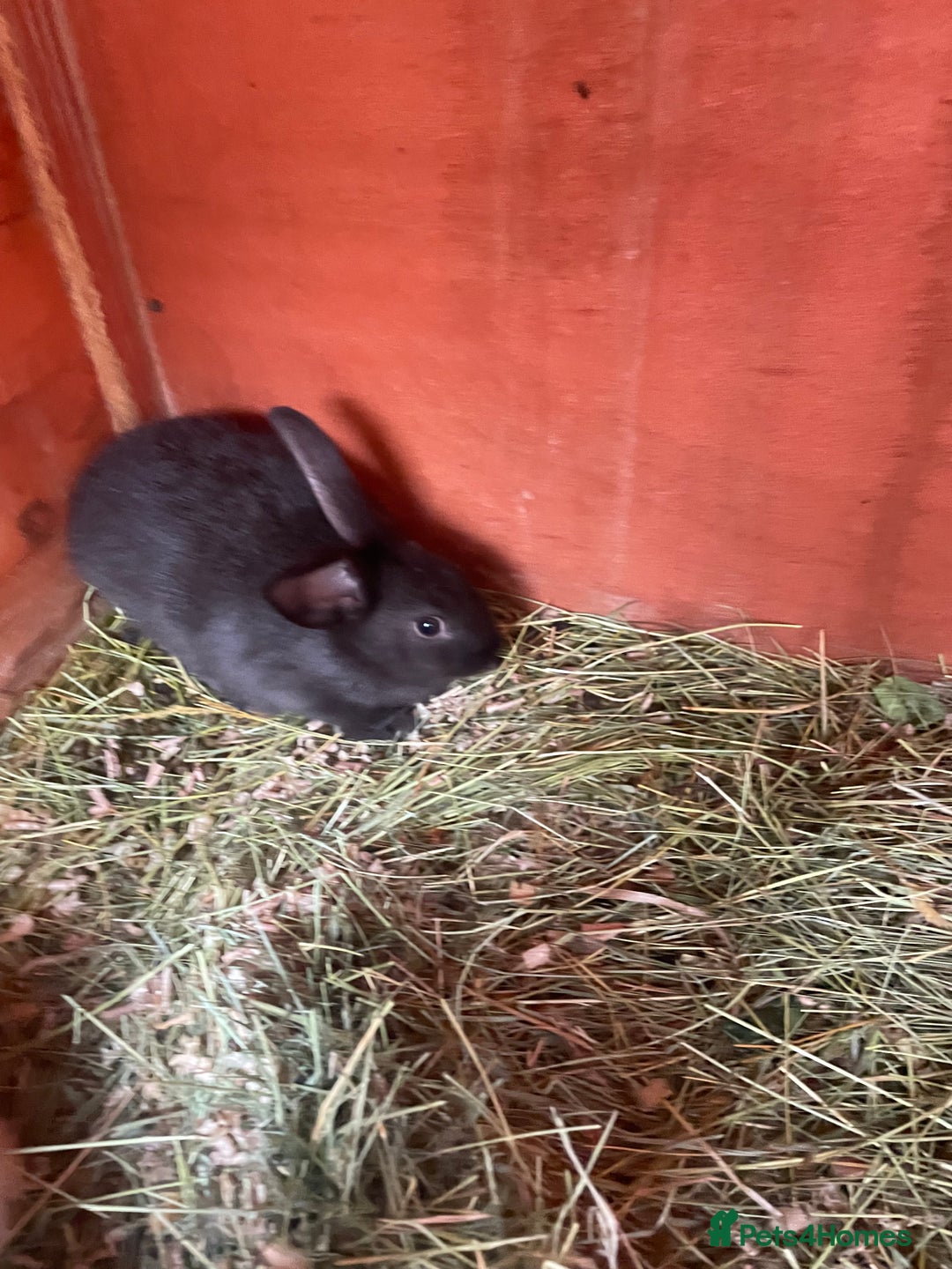 Mixed Breed rabbits for sale: Mixed breed baby rabbits  - Image 4