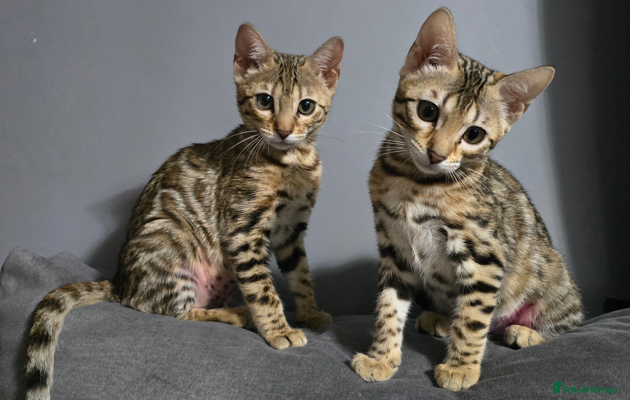 Bengal cats Ready NOW 2 girls and boy ready from middle May - Advert 8