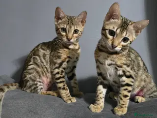 Bengal cats Ready NOW 2 girls and boy ready from middle May - Advert 8