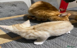 Mixed Breed cats for sale: Beautiful male ginger kitten for sale - Image 5