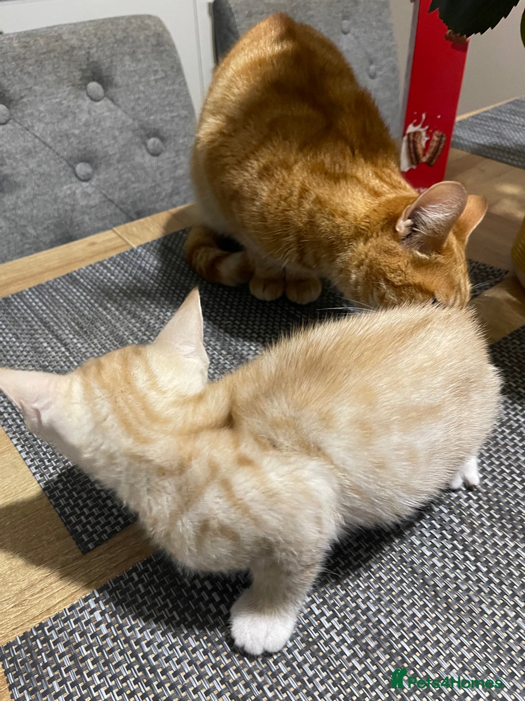 Mixed Breed cats for sale: Beautiful male ginger kitten for sale - Image 5