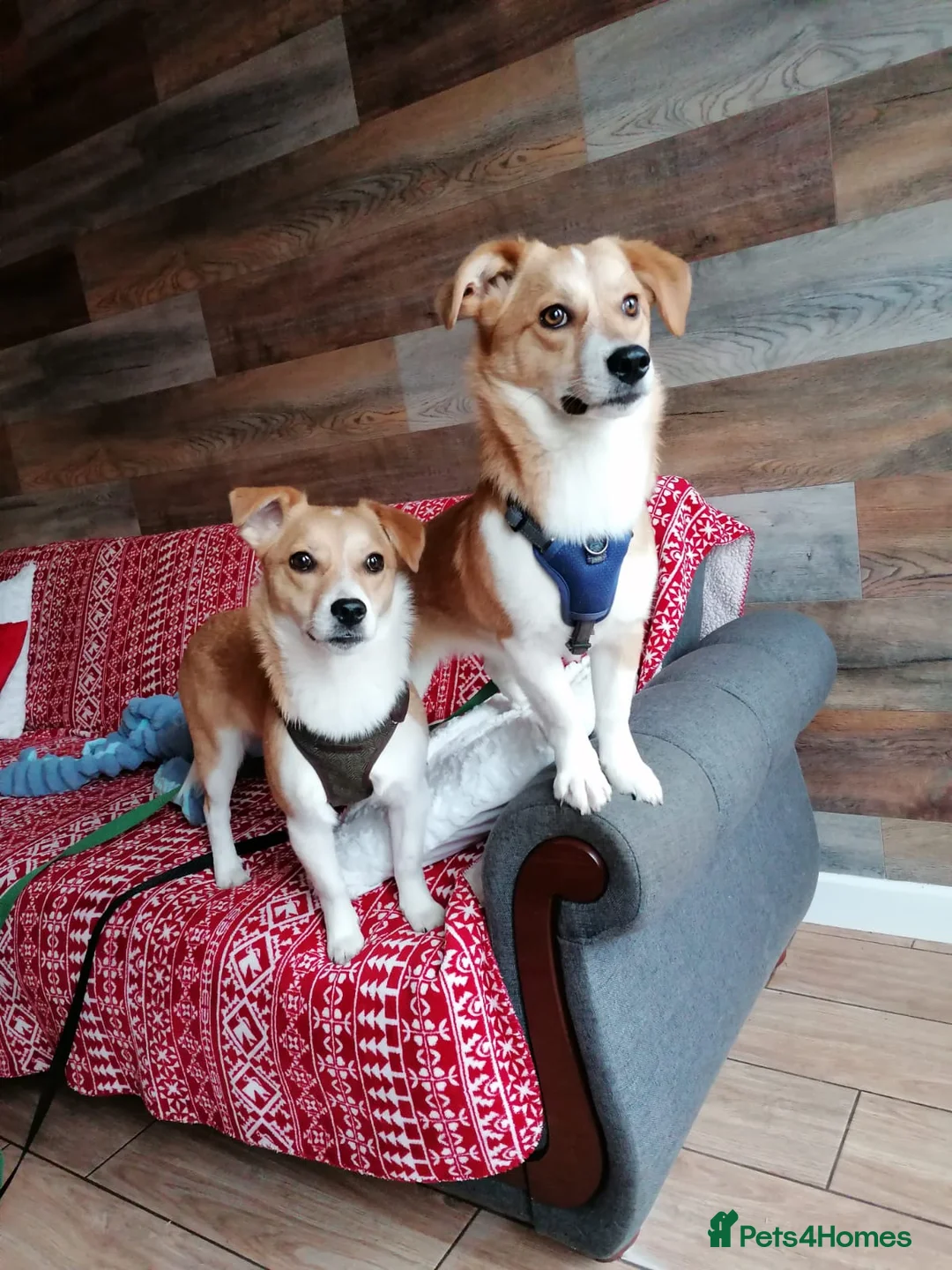 Mixed Breed dogs for adoption: ❤️MEYA & KALLIE❤️-SMALL SISTERS SEEK A KIND HOME - Advert 3