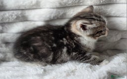 British Shorthair cats for sale: Gorgeous British Short-hair cross Kittens  - Image 17