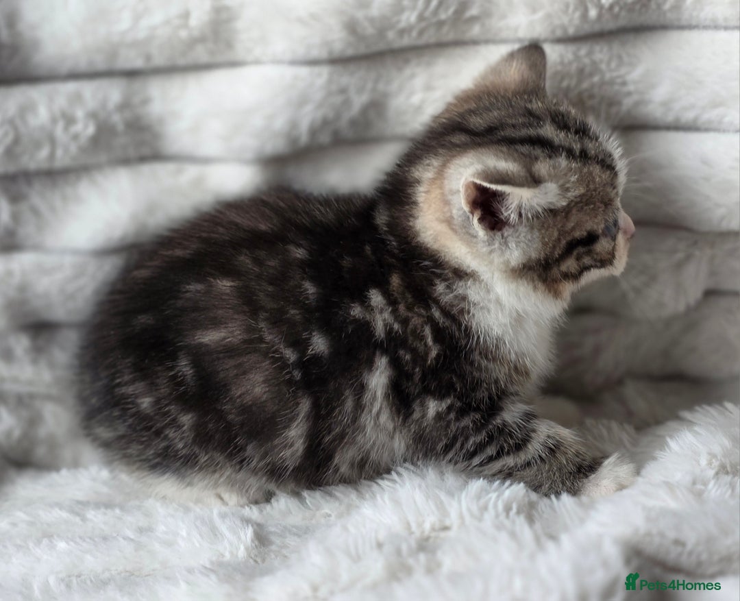 British Shorthair cats for sale: Gorgeous British Short-hair cross Kittens  - Image 17
