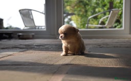 Chihuahua dogs for sale: ⭐️Gorgeous Long haired Lilac and Tan Chihuahuas ⭐️ - Image 7