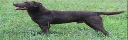Labrador Retriever dogs for stud: 0/0 Hips and Elbows Proven Chocolate Labrador Stud in Totnes - Advert 2
