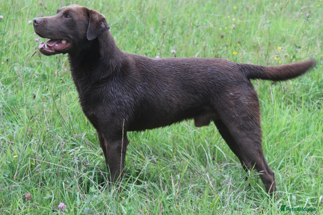 Labrador Retriever dogs for stud: 0/0 Hips and Elbows Proven Chocolate Labrador Stud in Totnes - Advert 2