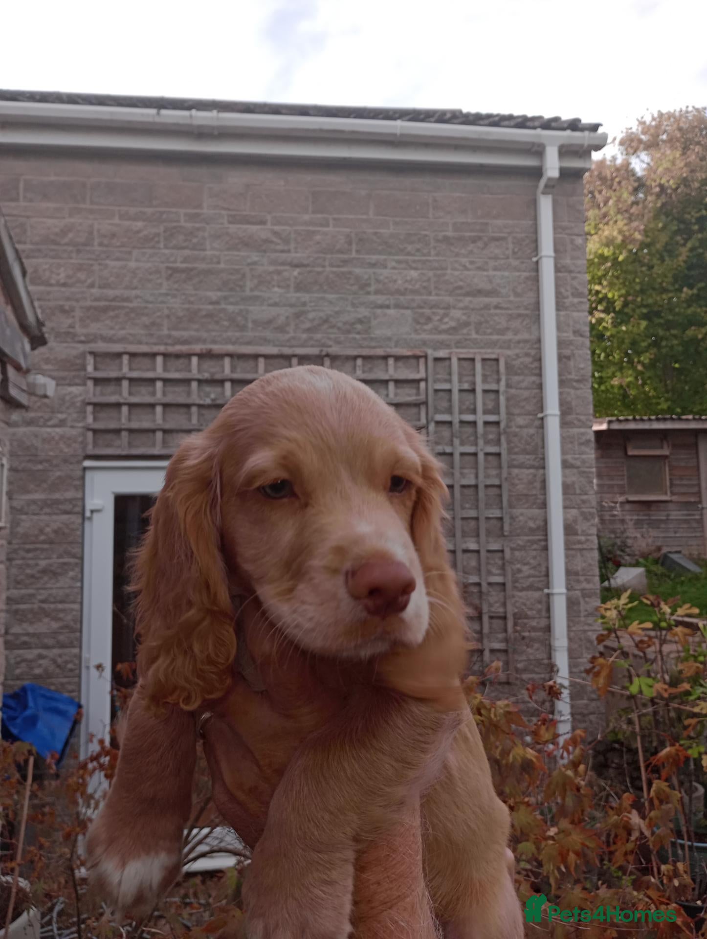 Cocker Spaniel dogs Working Cocker Spaniel puppies for sale - Advert 2