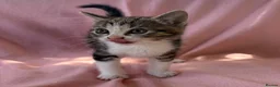 Mixed Breed cats for sale: Beautiful kittens  - Advert 9