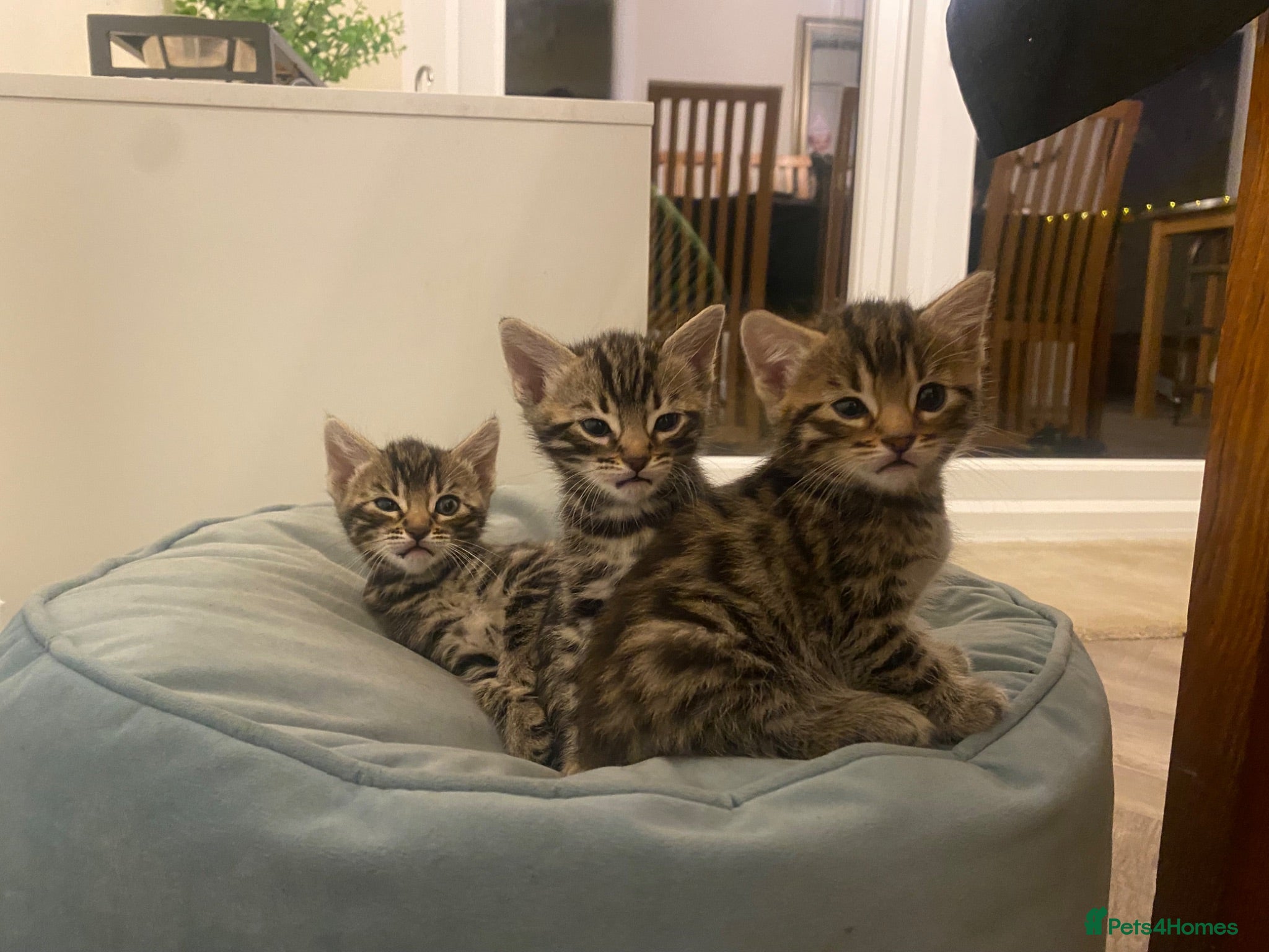 Bengal cats  Stunning Bengal kittens - Advert 2