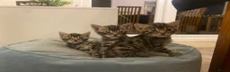 Bengal cats for sale:  Stunning Bengal kittens - Advert 1