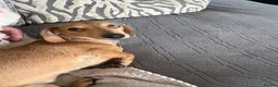 Miniature Dachshund dogs for sale: Miniature Daschund puppys  - Advert 11
