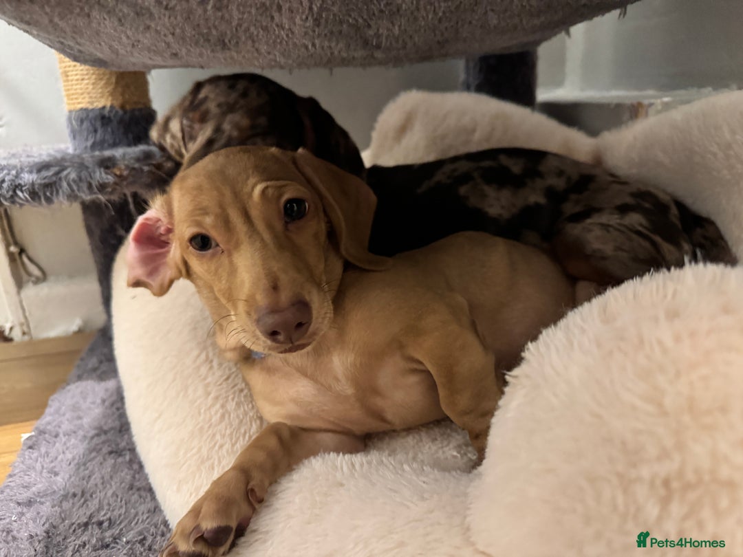 Miniature Dachshund dogs for sale: Maple and Poppy miniature Dachshund  - Advert 9