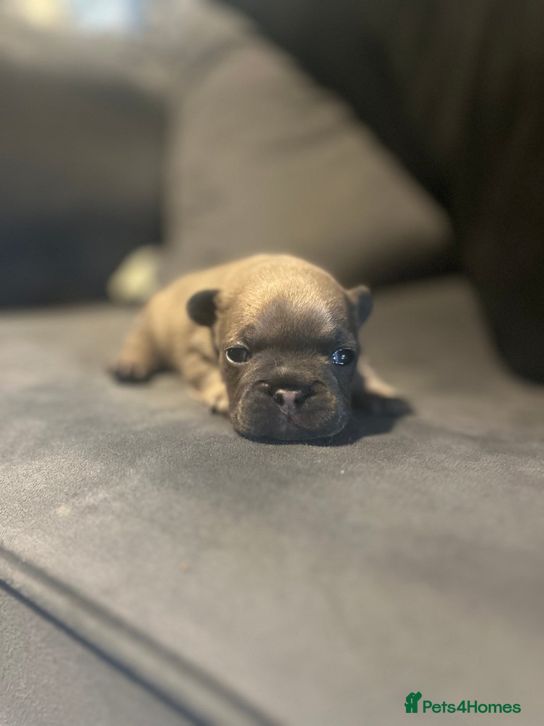 French Bulldog dogs for sale: French bulldog pup - Advert 12