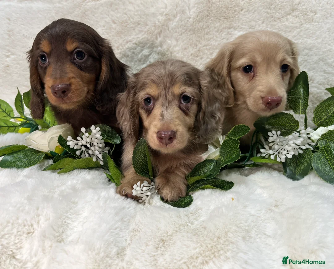 Miniature Dachshund dogs for sale: MINIATURE LONGHAIRED DACHSHUND KC REGISTERED BOYS  - Advert 5