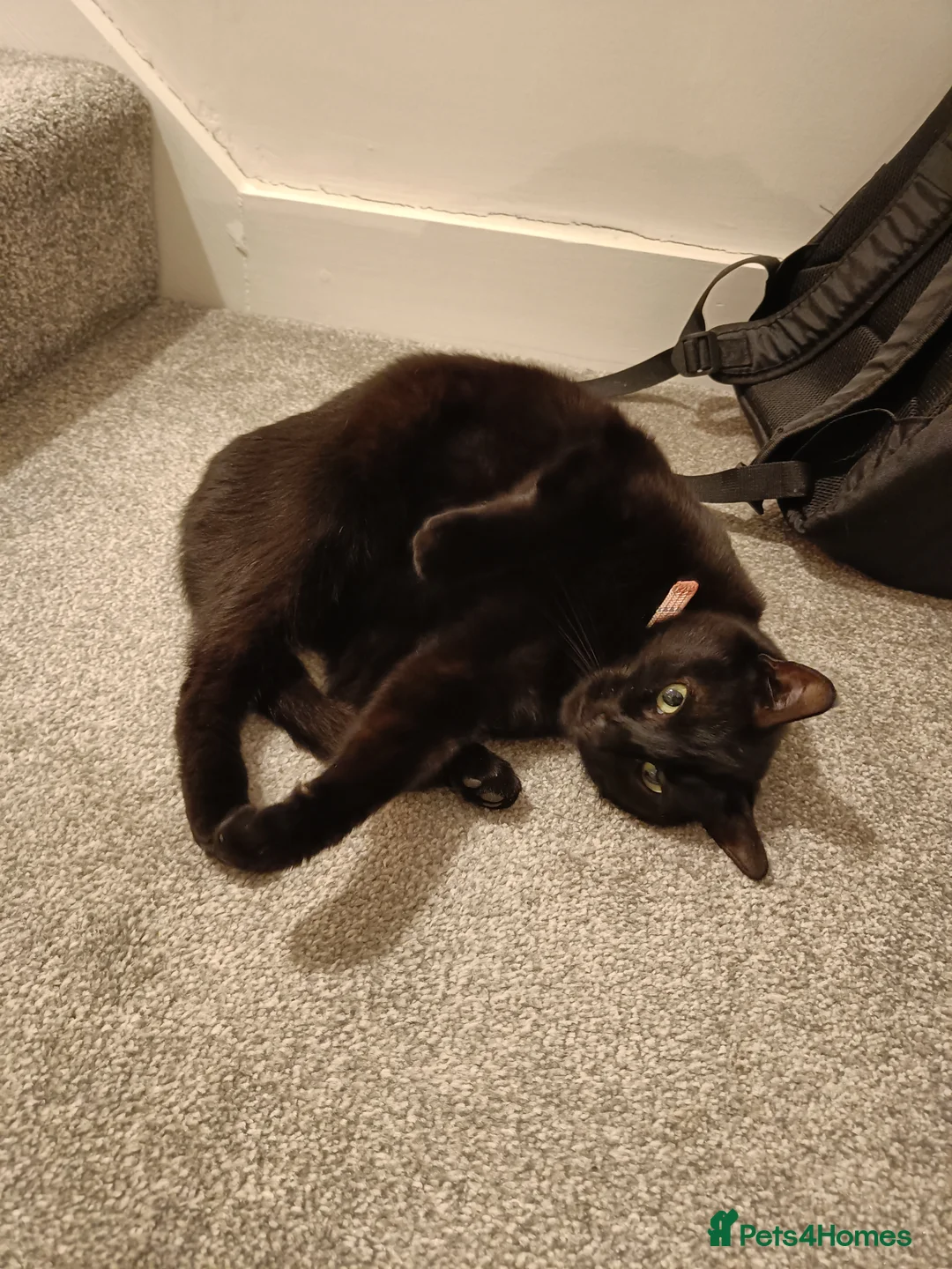 British Shorthair cats for sale: A very good black cat - Advert 1