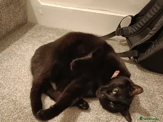 British Shorthair cats A very good black cat - Advert 1