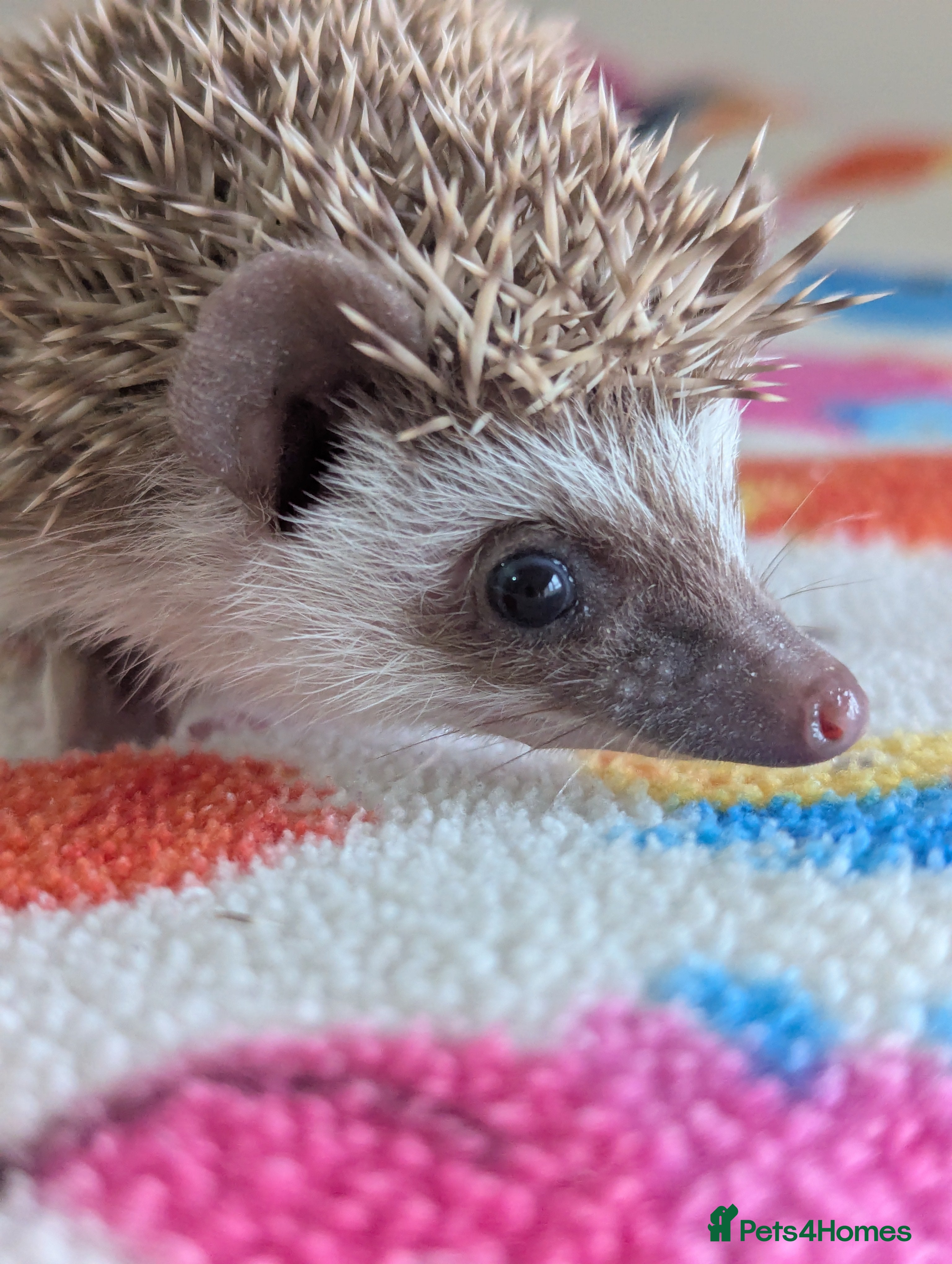 Pygmy Hedgehog rodents Gorgeous Baby Hoglets/ Ready to Reserve!!! - Advert 6