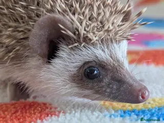 Pygmy Hedgehog rodents Gorgeous Baby Hoglets/ Ready to Reserve!!! - Advert 6