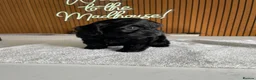 Cockapoo dogs for sale: Thick Coated Tiny Toy Cockapoo Puppies READY SOON! - Advert 19