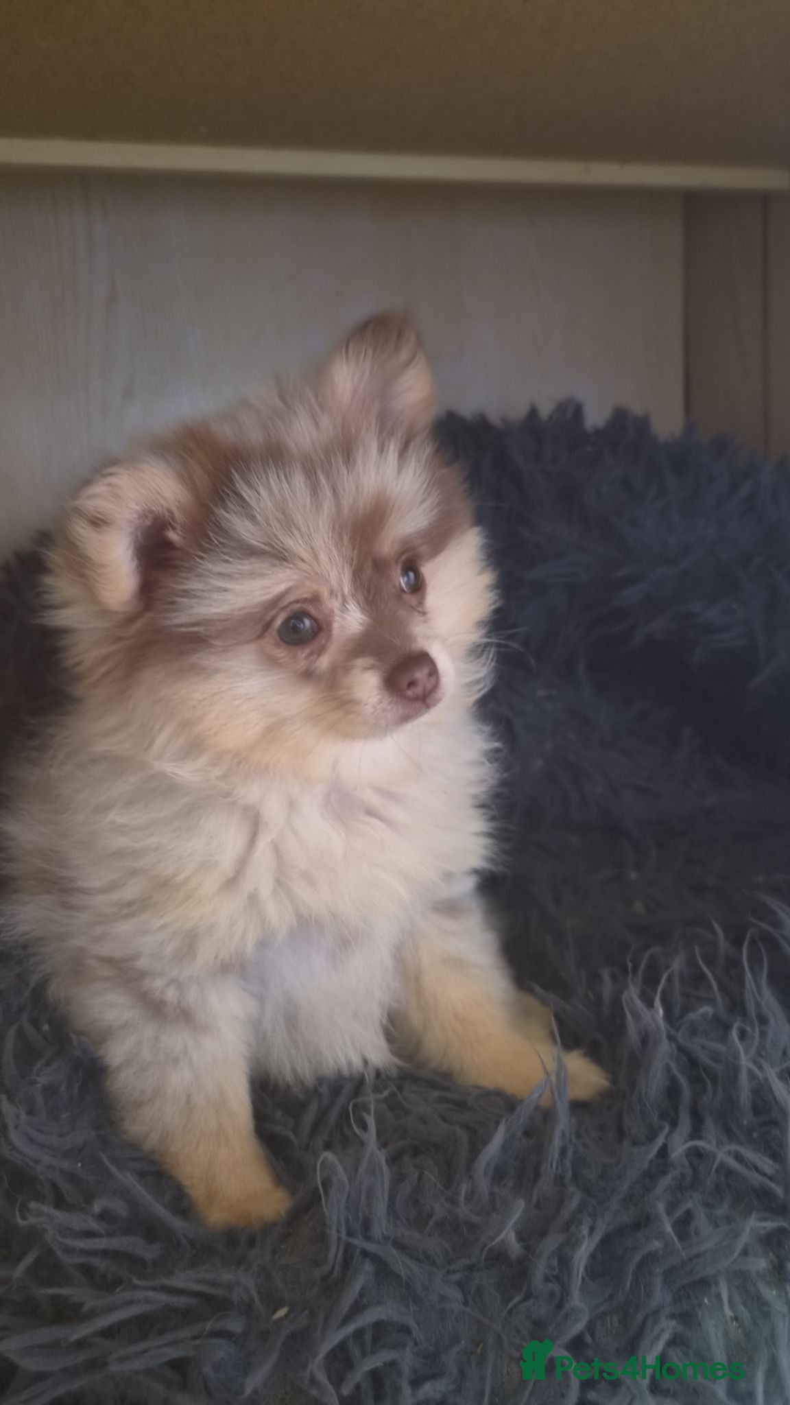 Pomeranian dogs Chocolate Tri-colour Merle Pomeranian - Advert 2