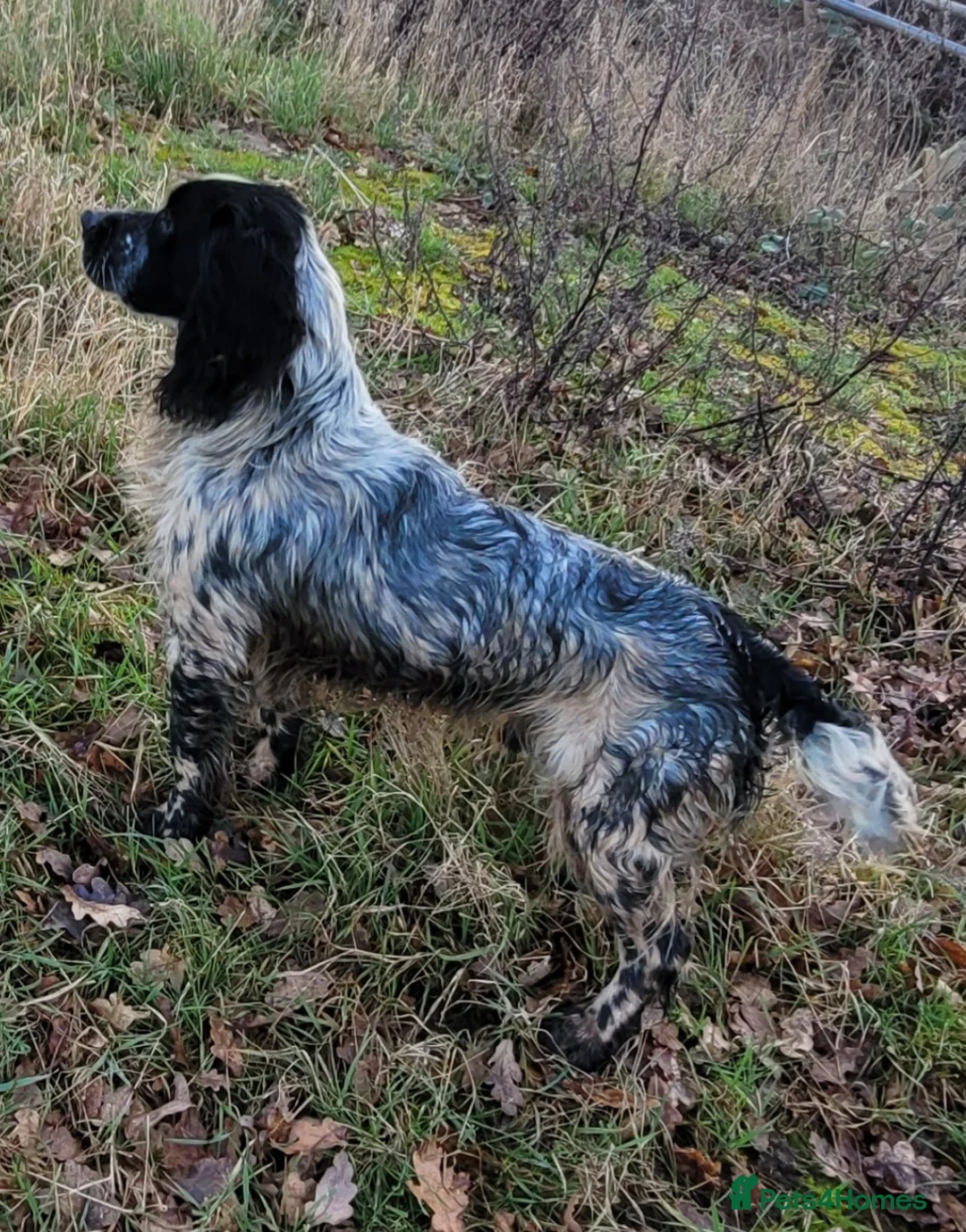 Mixed Breed dogs for stud: Sprocker Spaniel Stud - Advert 1