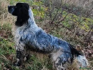 Mixed Breed dogs Sprocker Spaniel Stud - Advert 9