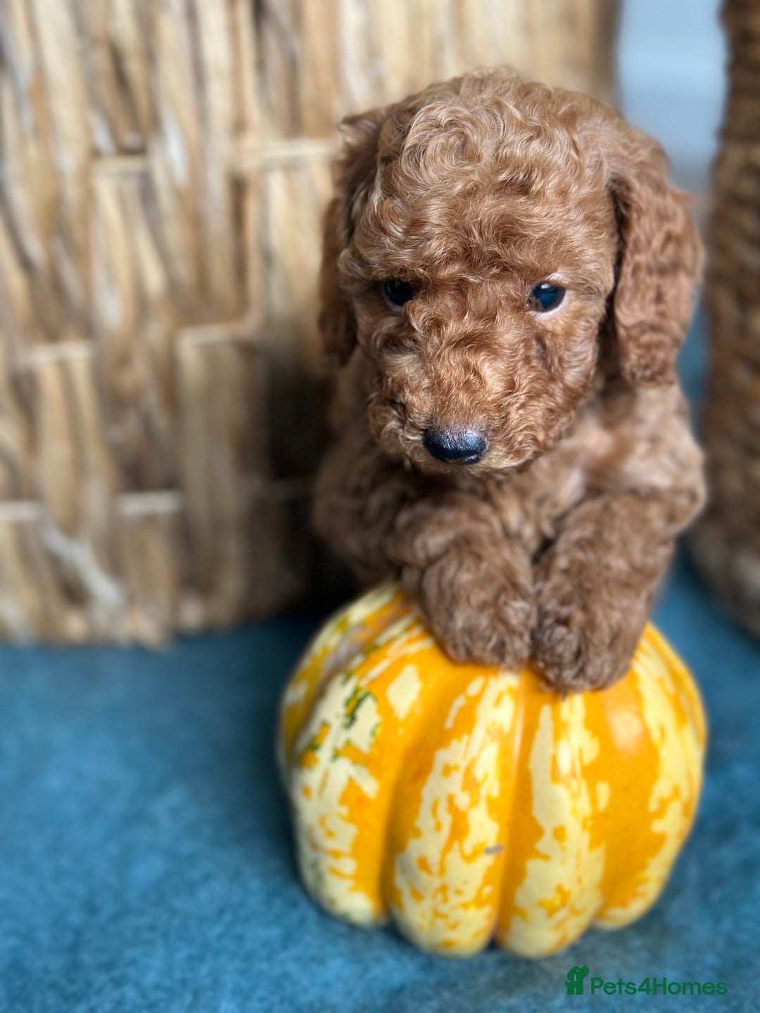 Miniature Poodle dogs for sale: 🐾 Beautiful KC 🦊 Red Miniature Poodle Puppies 🐾 - Image 21