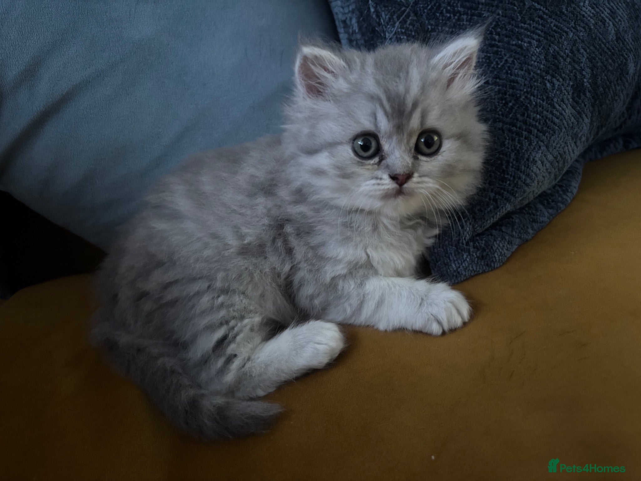 British Longhair cats Stunning litter of BSH with one BLH - Advert 15