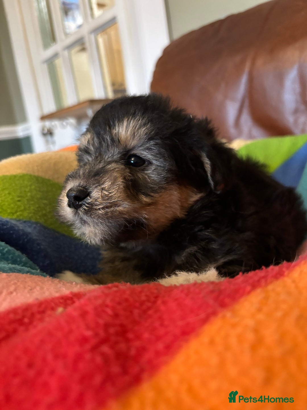 Jackapoo dogs for sale: Jackadoodles - Advert 4