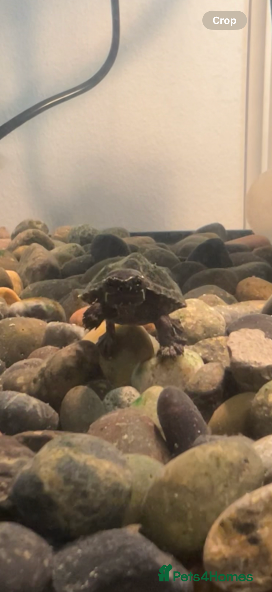 Turtle reptiles for sale: Musk turtle - Image 2