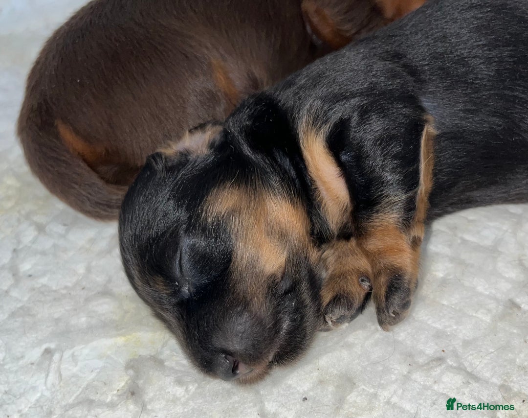 Miniature Dachshund dogs for sale: Miniature Dachshund Long haired puppies - Image 4