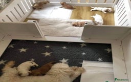 Cockapoo dogs for stud: Experienced Health Testa Cockapoo F1B Stud in Southampton - Image 13