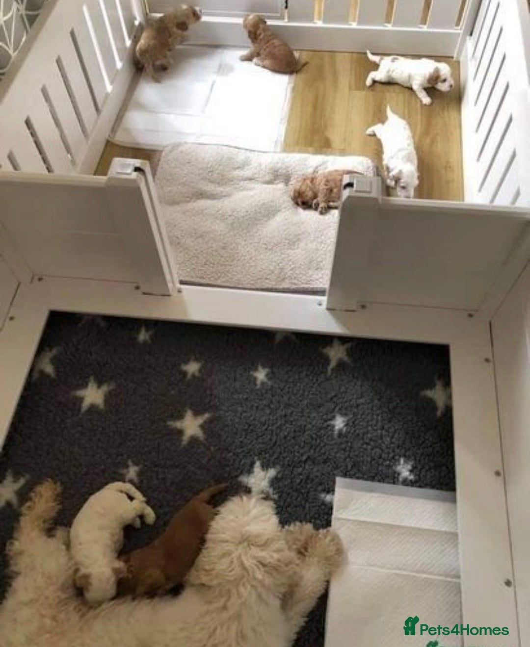 Cockapoo dogs for stud: Experienced Health Testa Cockapoo F1B Stud in Southampton - Image 13