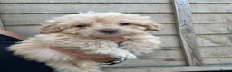 Jackapoo dogs for sale: Beautiful Jackapoos for sale  - Advert 2