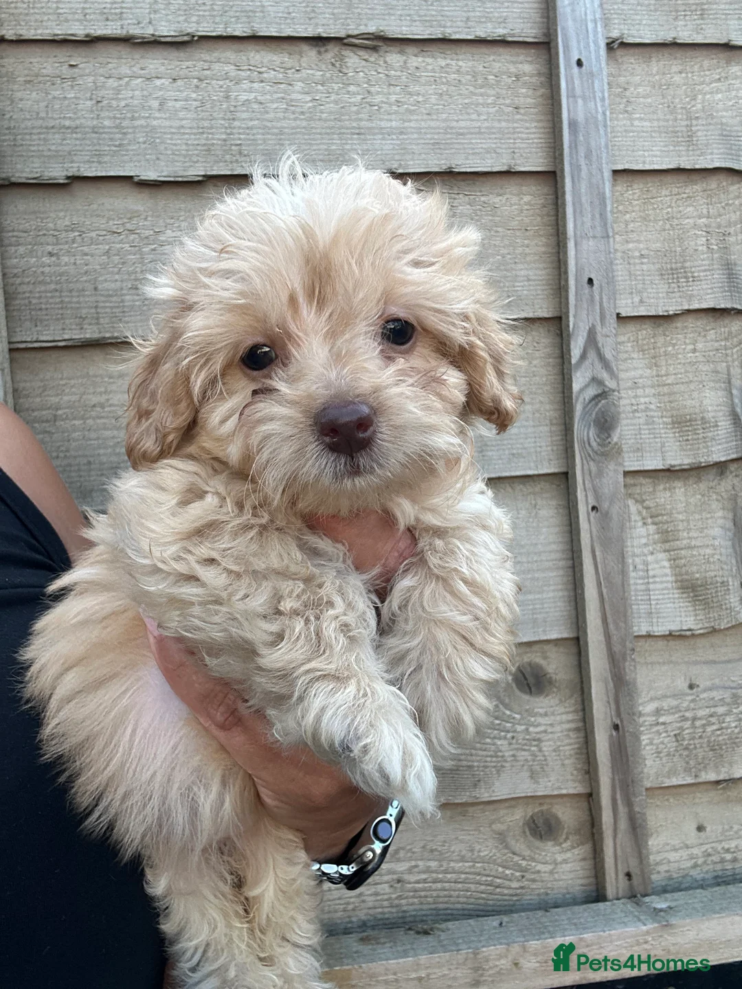 Jackapoo dogs for sale: Beautiful Jackapoos for sale  - Advert 2