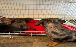 Mixed Breed dogs for sale: Dachshador puppies  - Image 1