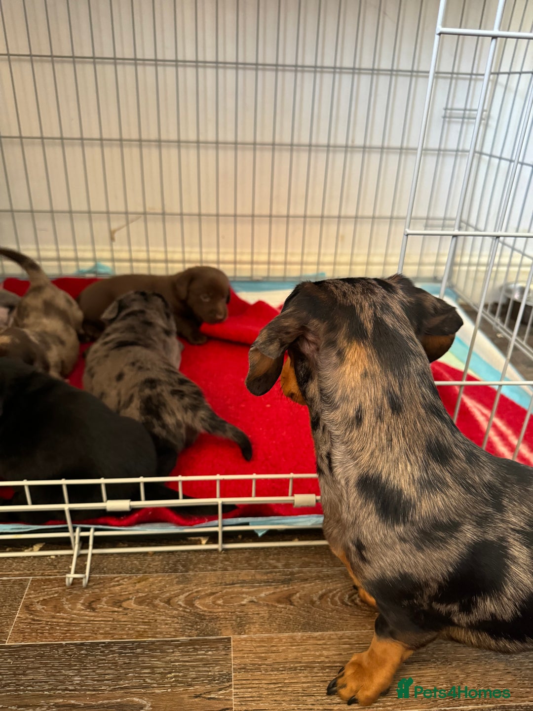 Mixed Breed dogs for sale: Dachshador puppies  - Image 1