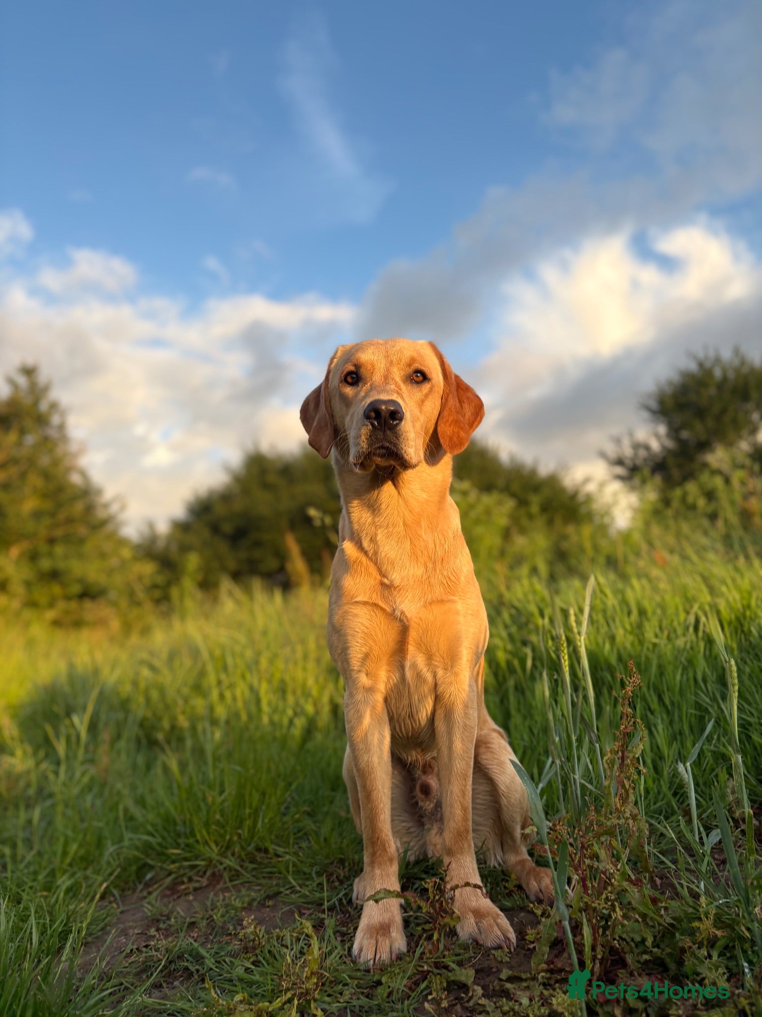 Labrador Retriever dogs KC working Labrador stud  - Advert 3