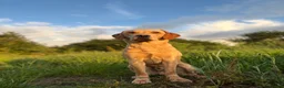 Labrador Retriever dogs for stud: KC working Labrador stud  - Advert 1