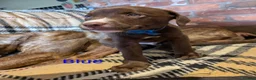 Mixed Breed dogs for sale: 10 Gorgeous male chocolate Labrador cross puppies  in Stafford - Advert 9