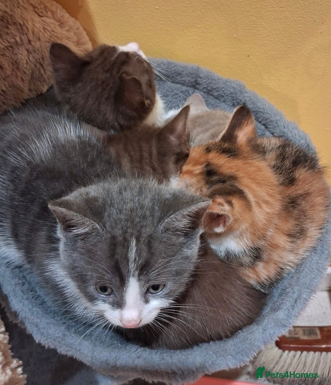 British Shorthair cats for sale: Exceptional kittens, unusual markings - Advert 14