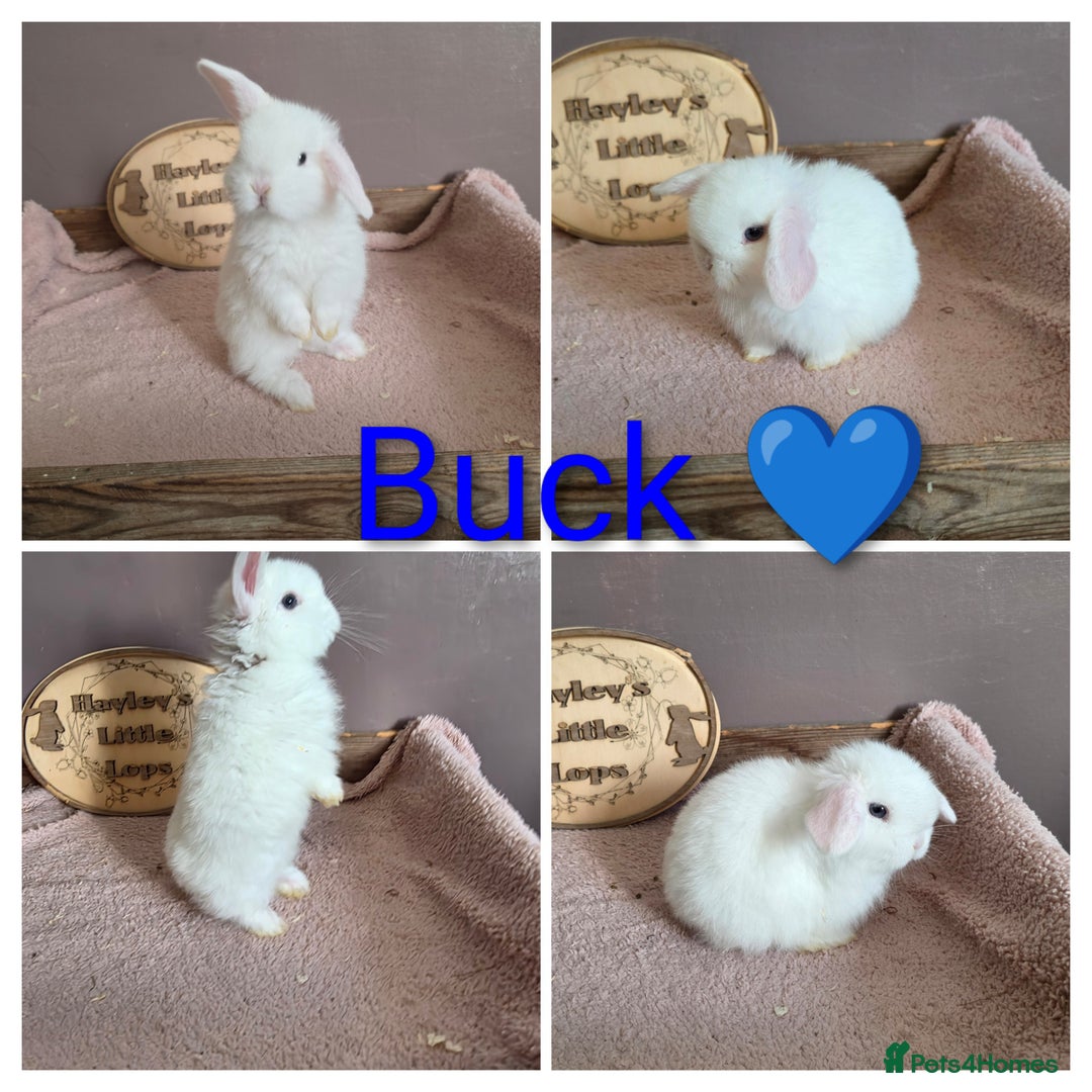 Mini Lop rabbits for sale: Gorgeous pure breed mini lops  - Advert 2