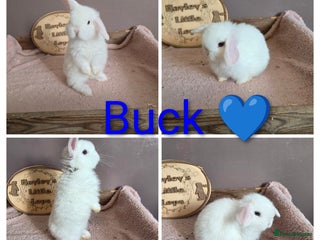 Mini Lop rabbits Gorgeous pure breed mini lops - Advert 4