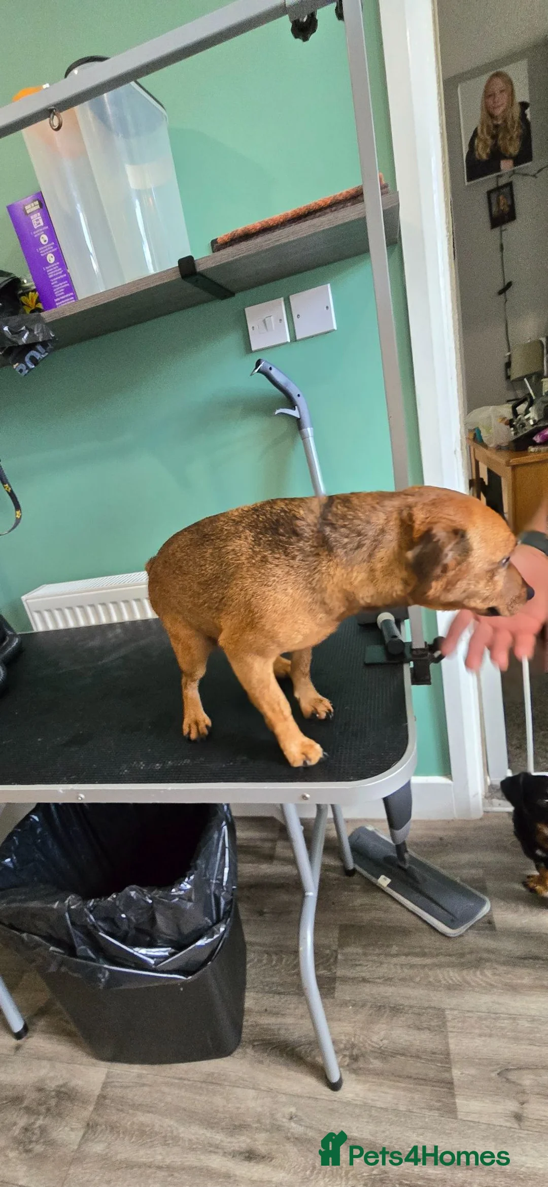 Lakeland Terrier dogs for sale: Coco the lakland terrier  - Advert 4