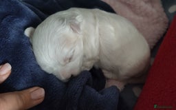 Maltese dogs for sale: Maltese 2 boys - Image 2