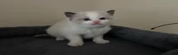 Ragdoll cats for sale: 🐾 Pure Ragdoll Kittens 🐾 in Exeter - Advert 6