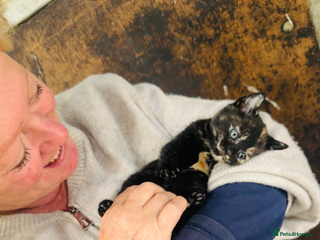 Mixed Breed cats - Advert 31